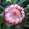 Protea 'Frosted Fire'