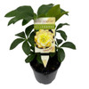 Helleborus 'Winter Elegance' Lemon Zest