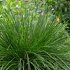 Deschampsia 'Top Knot Emerald' 140 mm