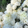 Hydrangea 'Candlelight'