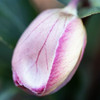 Helleborus 'Magico' 175 mm