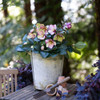 Helleborus 'Magico' 175 mm