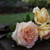 Rose 'Courtney's Rose'