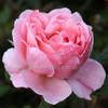 Rose 'Brother Cadfael' David Austin