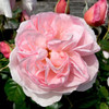 Rose 'Heritage' David Austin