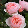 Rose 'Heritage' David Austin