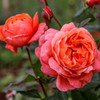 Rose 'Summer Song' David Austin