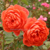 Rose 'Summer Song' David Austin