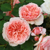 Rose 'Elysium Fields'