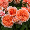 Rose 'Elysium Fields'