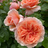 Rose 'Elysium Fields'