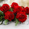 Rose 'Gallipoli Centenary'