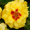 Rose 'Golden Eye'
