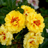 Rose 'Golden Eye'