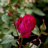 Rose 'Lady Endo'