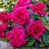 Rose 'Lady Endo'