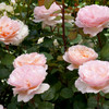 Rose 'Princess Charlene De Monaco'