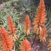 Aloe hybrid 'Apricot'
