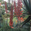 Aloe hybrid 'Bumble Bee'