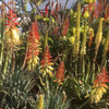 Aloe hybrid 'Echidna'