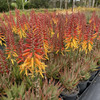 Aloe hybrid 'Harlequin'