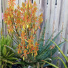 Aloe hybrid 'Spots N Dots'