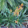 Aloe hybrid 'Spots N Dots'