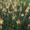 Aloe hybrid 'Winter Bells'