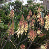 Aloe hybrid 'Winter Bells'