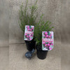 Boronia Plum Bells