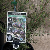 Boronia Brown Boronia