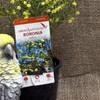 Boronia Lutea