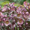 Helleborus 'Cosmio'
