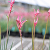 Kangaroo Paw Celebrations 'Valentine'
