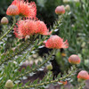 Leucospermum cordifolium