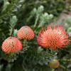 Leucospermum cordifolium