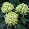 Waratah 'Georgie Girl' Telopea