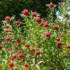 Waratah 'Essie's Gift' Telopea