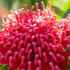 Waratah 'Mallee Boy' Telopea