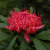 Waratah 'Mallee Boy' Telopea