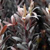 Leucadendron 'Burgundy Sunset'