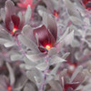 Leucadendron 'Burgundy Sunset'