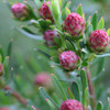 Leucadendron 'Strawberry Fair'
