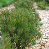 Leucadendron 'Strawberry Fair'