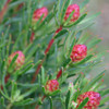 Leucadendron 'Strawberry Fair'