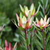 Leucadendron 'Safari Sunset'