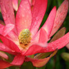 Leucadendron 'Safari Sunset'