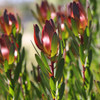 Leucadendron 'Safari Sunset'