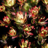 Leucadendron 'Harvest'