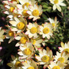 Leucadendron 'Harvest'